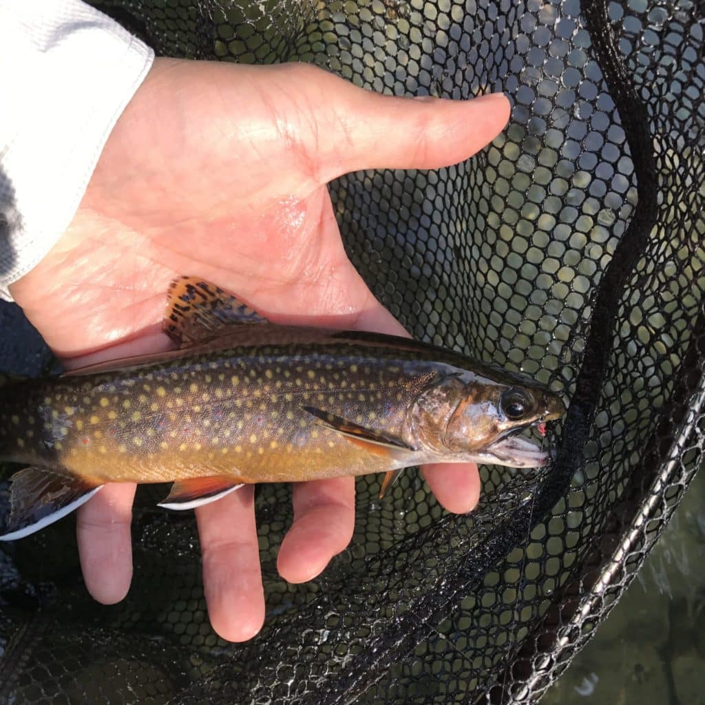 Wild Trout in Massachusetts Near You