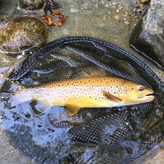 Farmington River Overview Best Flies, Where to Eat and Stay, How to