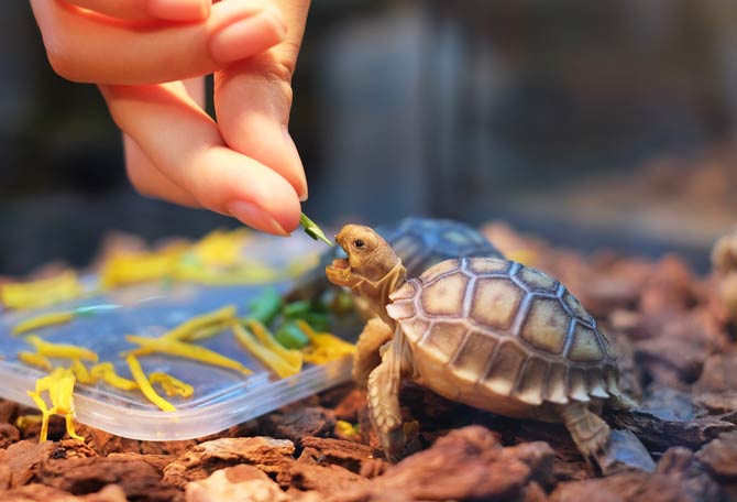 Wie Sie eine Landschildkröte halten Blogg.de