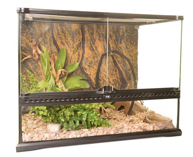 Ein Terrarium für Bartagame Tipps zur Einrichtung