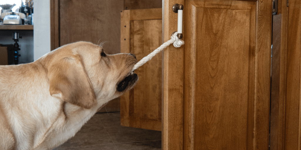 A service dog in the kitchen! Blogger Dog Buffy