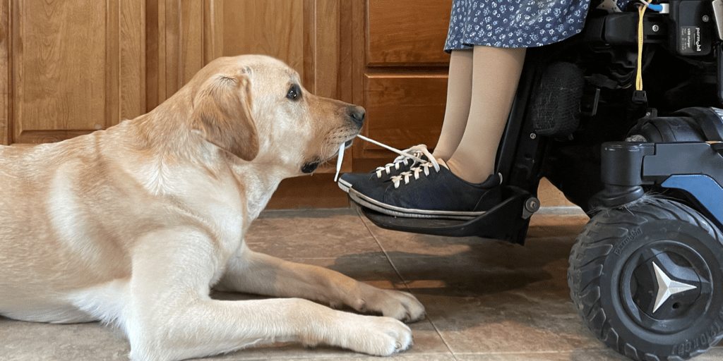 A service dog ties shoes! Blogger Dog Buffy