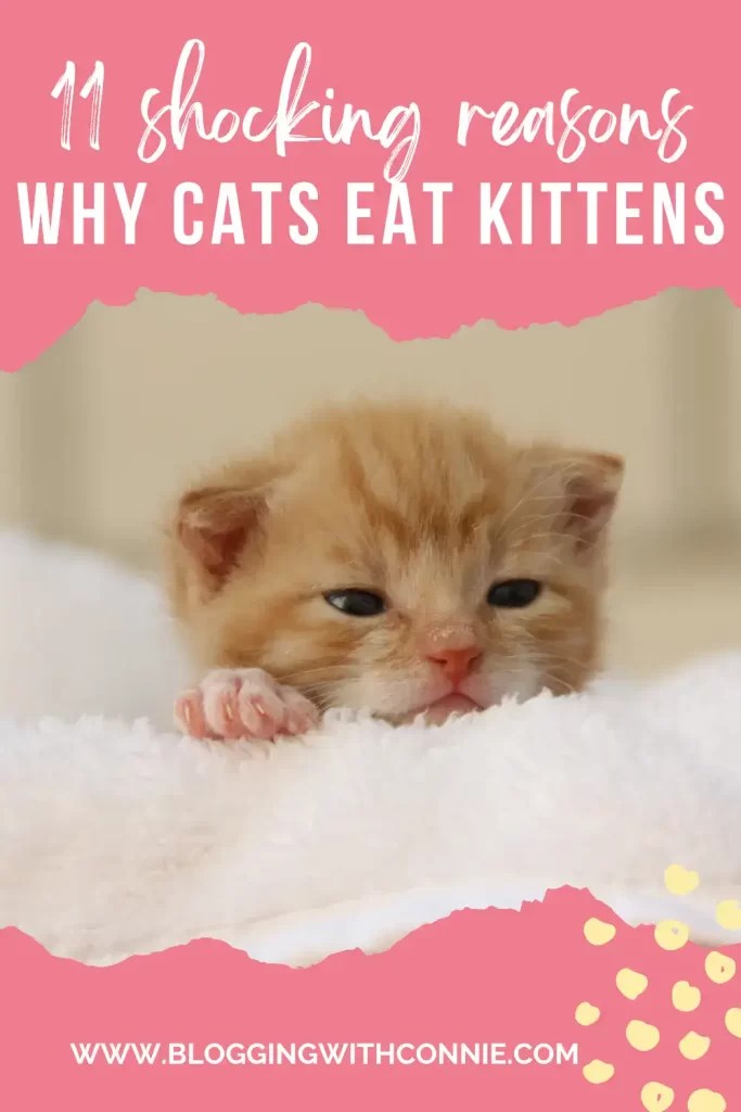 Why Cats Eat Kittens Discover 11 Real Reasons Why BloggingWithConnie