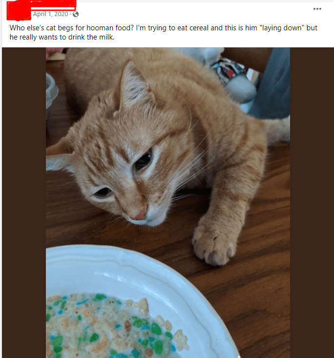 Can Cats Eat Cereal? The Pros and Cons of Feeding Your Cat Oatmeal