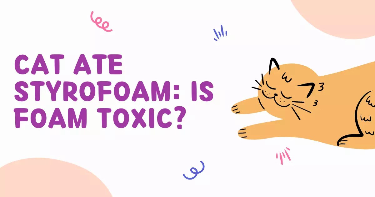 Cat Ate Styrofoam 7 Tips for Preventing Your Cat from Eating Foam