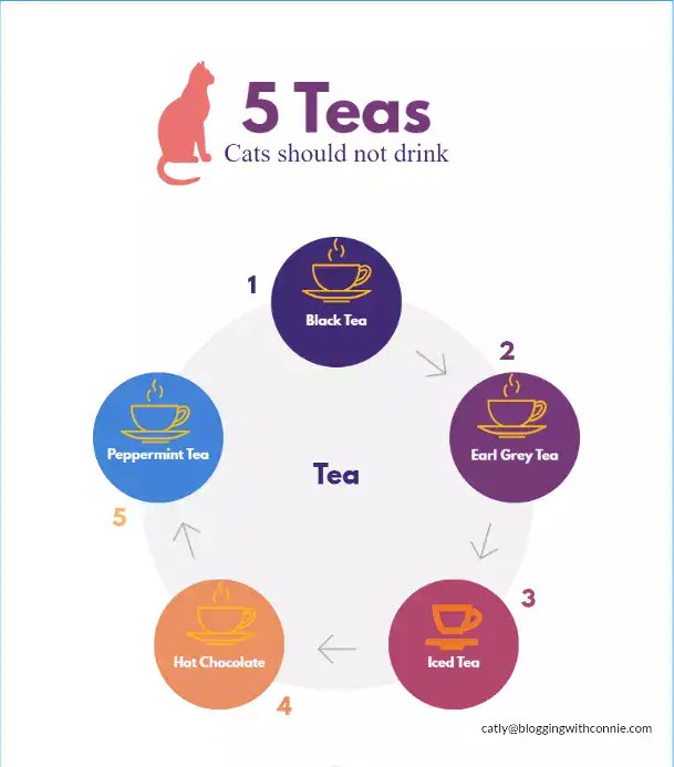 Can Cats Drink Tea? Is Tea Bad for Cats? 16 Types to Know About