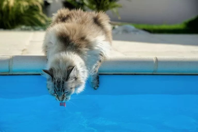 7 Little Known Reasons To Why Cats Hate Water Catly
