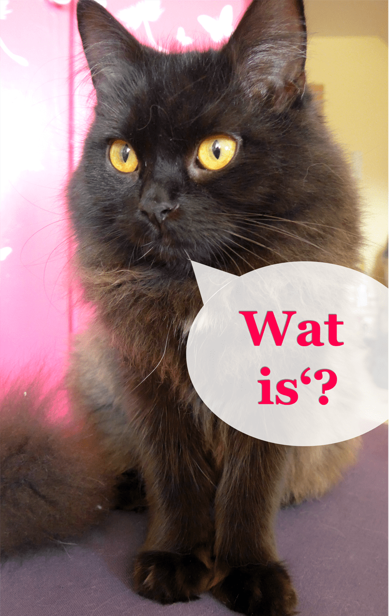Mit Katzen Reden information online