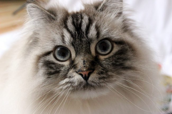 Titelbild_Simba Blogkatzen