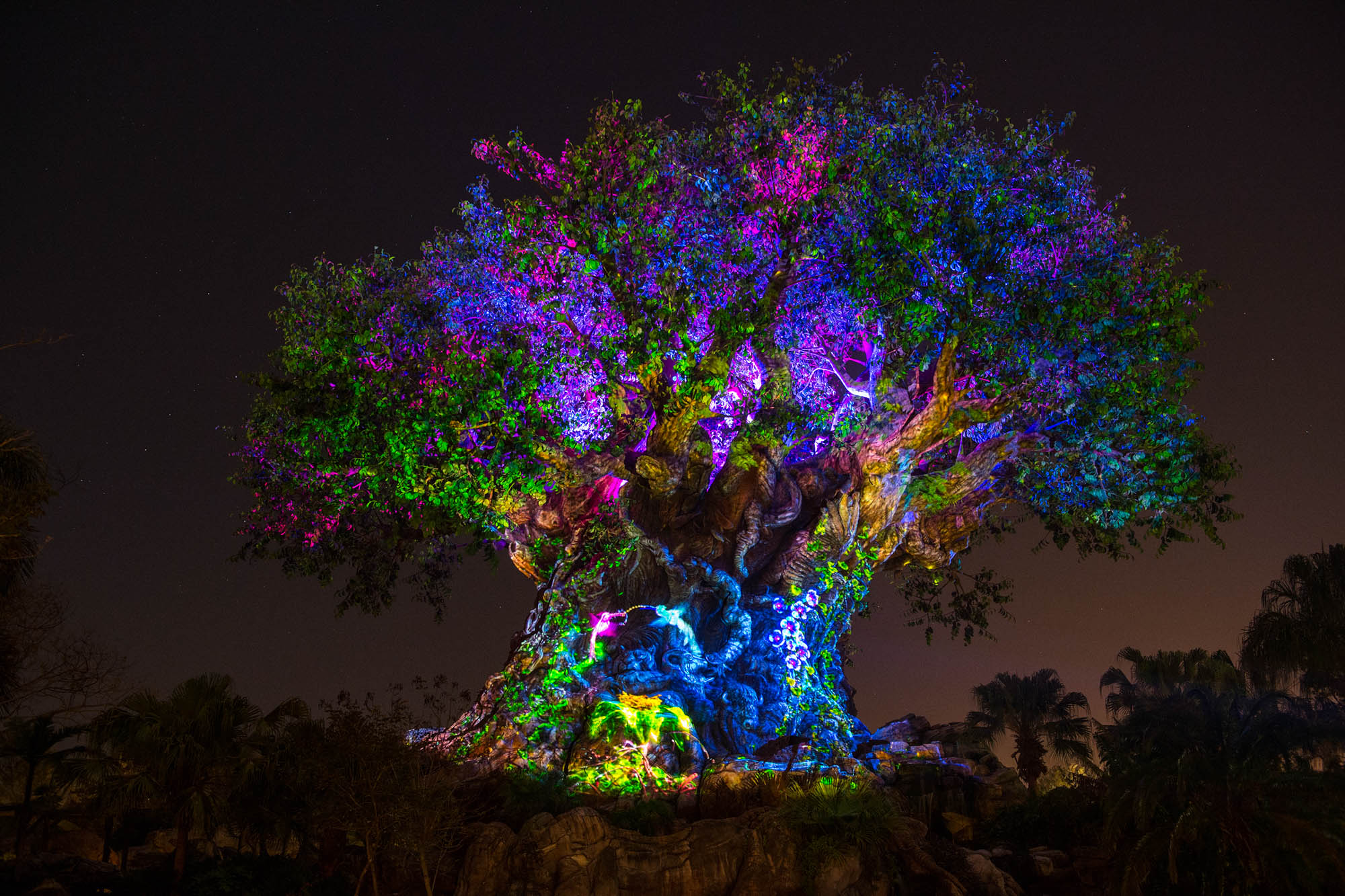 Animal Kingdom's nighttime transition to take place Memorial Day