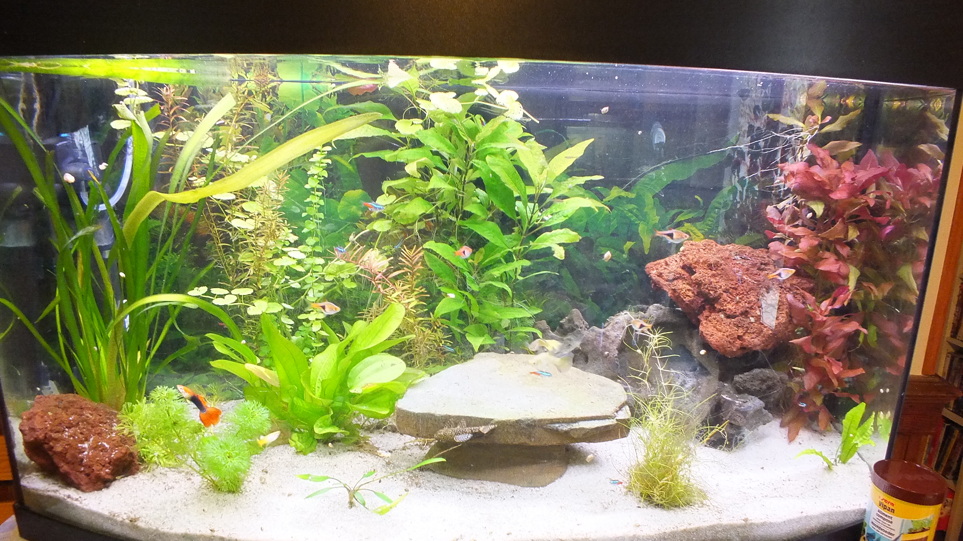 Un aquarium "lowtech" ouvert, filtré par les plantes