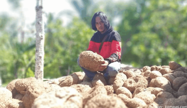 Mantan Pemulung Jadi Miliuner Berkat Budidaya Porang