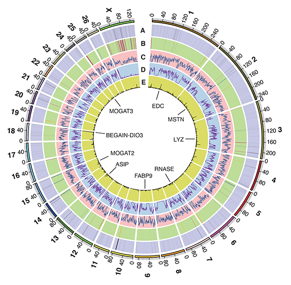 Image of the Month: The Genome - Baylor College of Medicine Blog Network