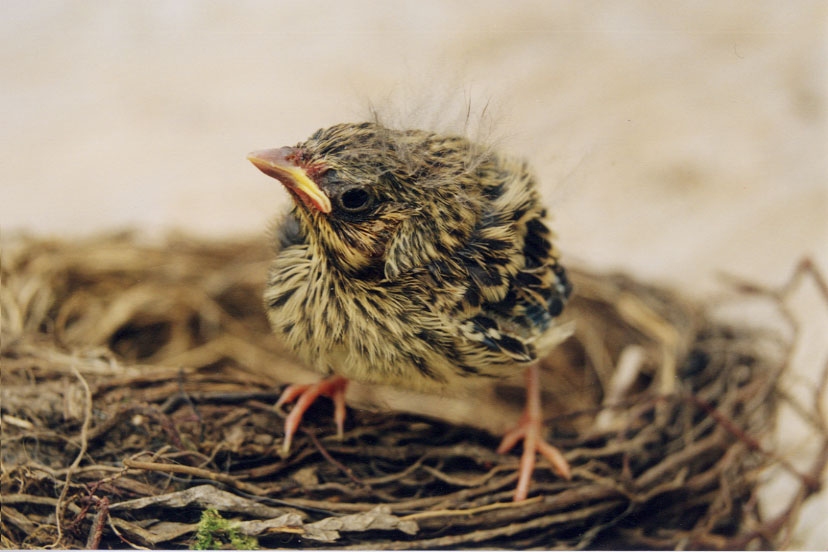 Nature vs Nurture How do baby birds learn how to fly? BioAerial