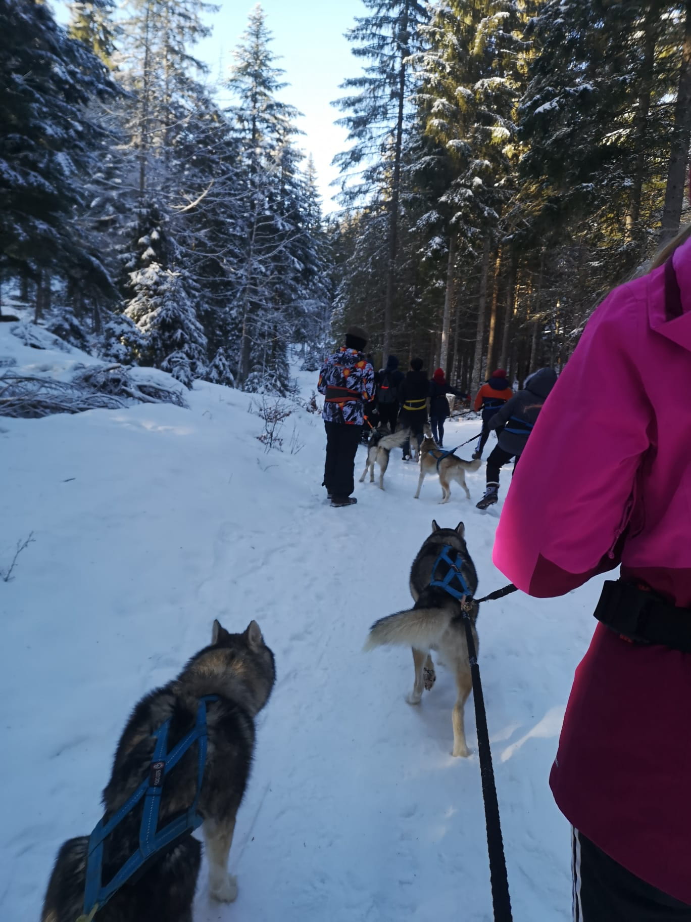 Boarding House Old Portena Snowshoes with Huskies