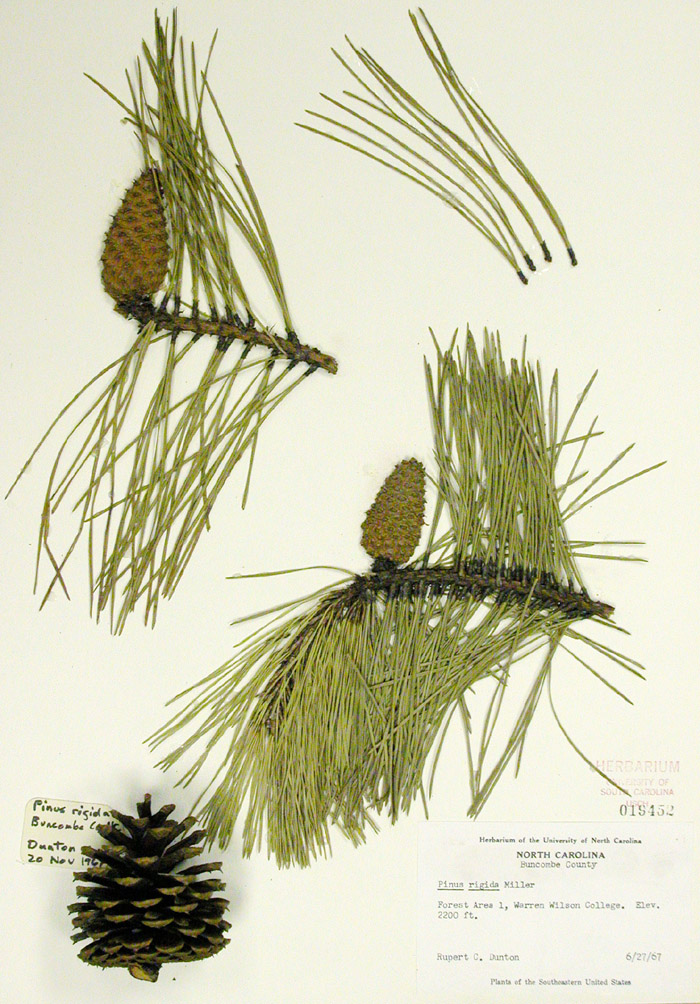 Clemson Extension Forestry & Wildlife Differentiating Between