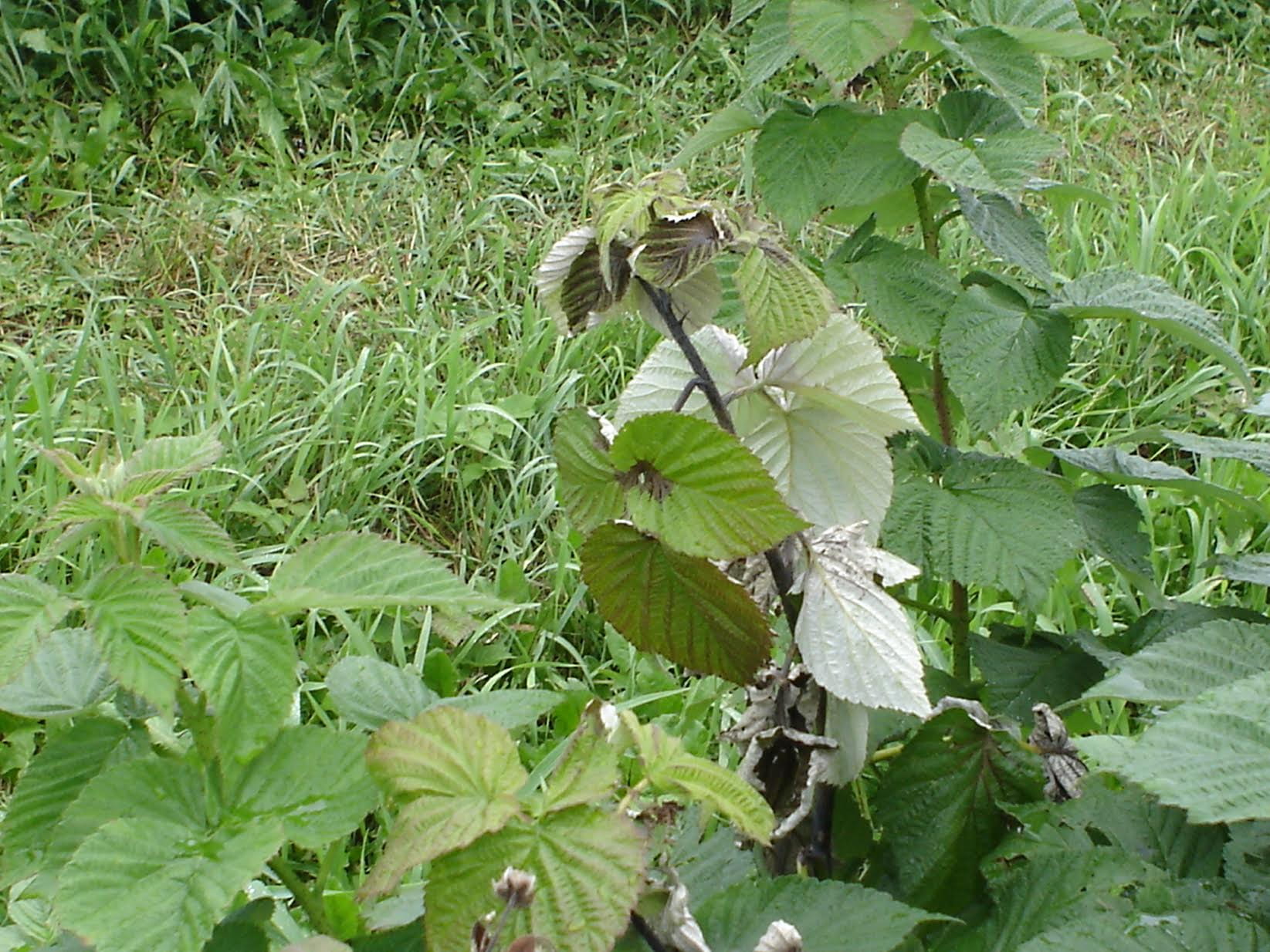 Raspberries Leaves are turning brown at the base, brown spots spread