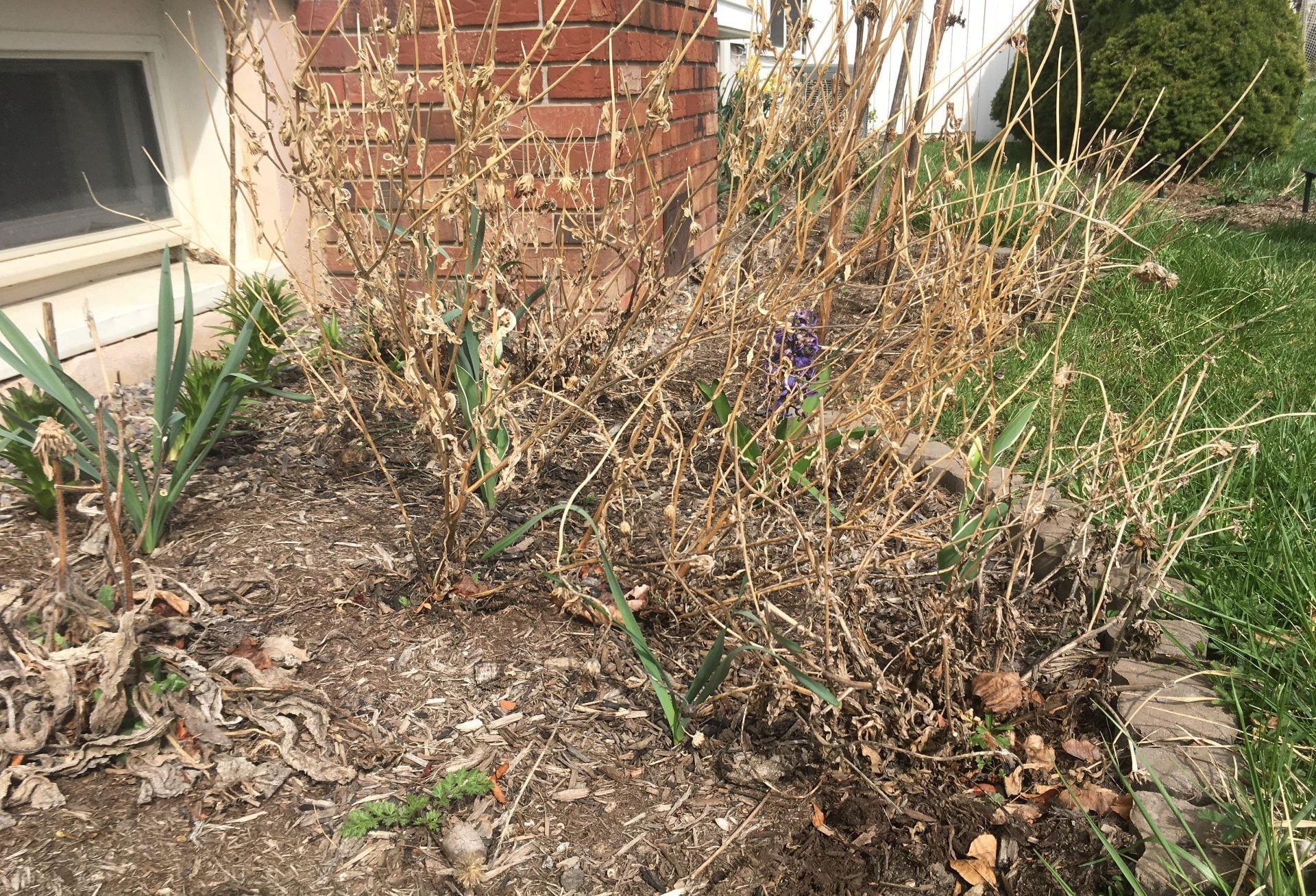 When can I clean up my garden…and still protect beneficial insects