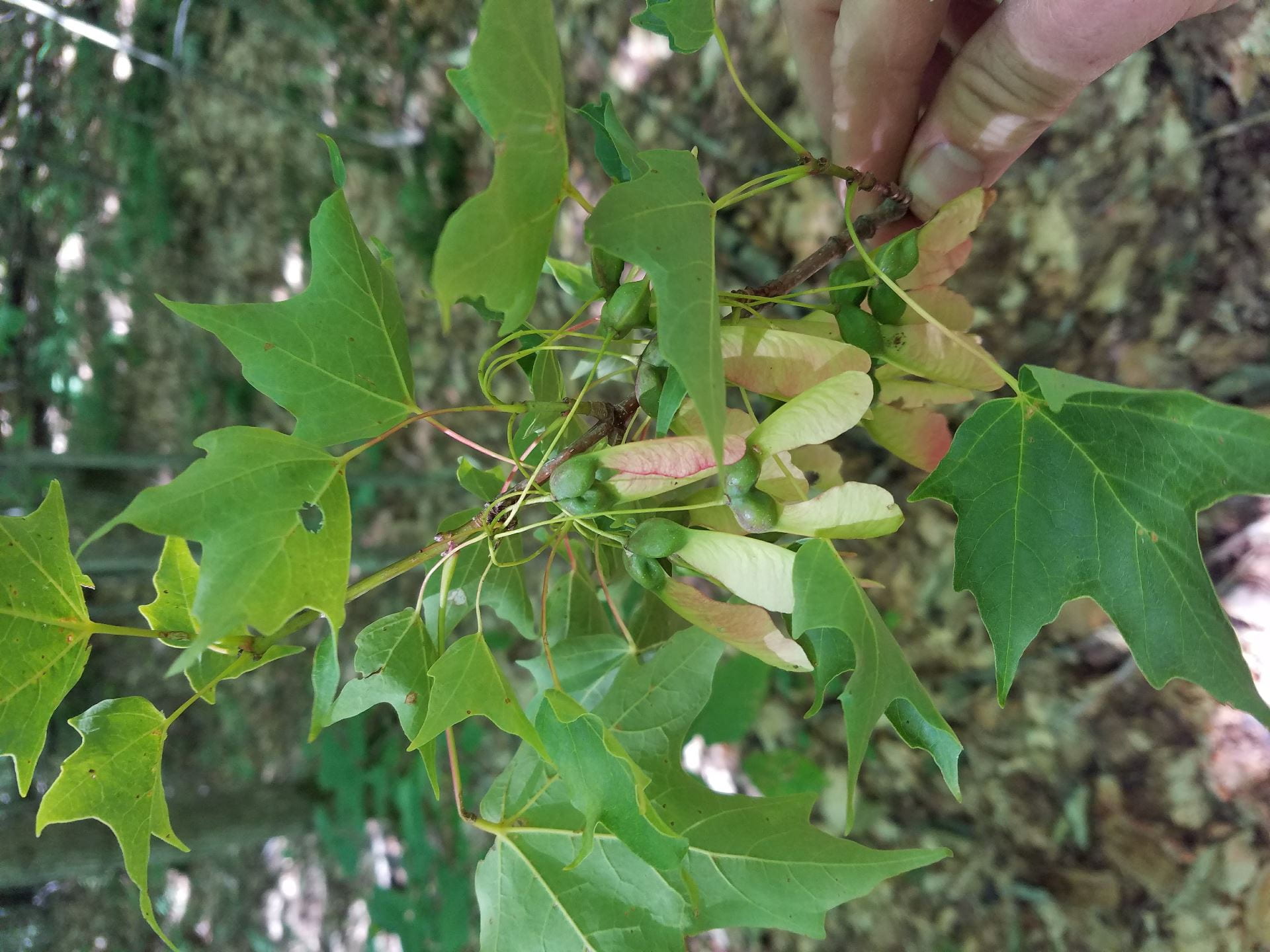 Sweet Tree Seedlings Cornell Maple Program