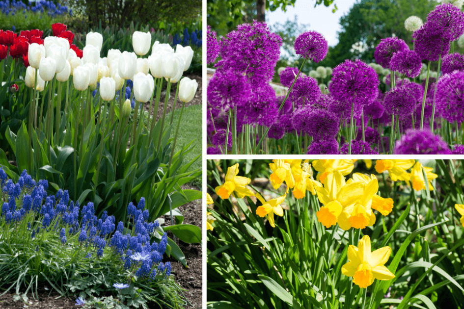 There’s Still Time to Plant Hardy Bulbs! Fruition