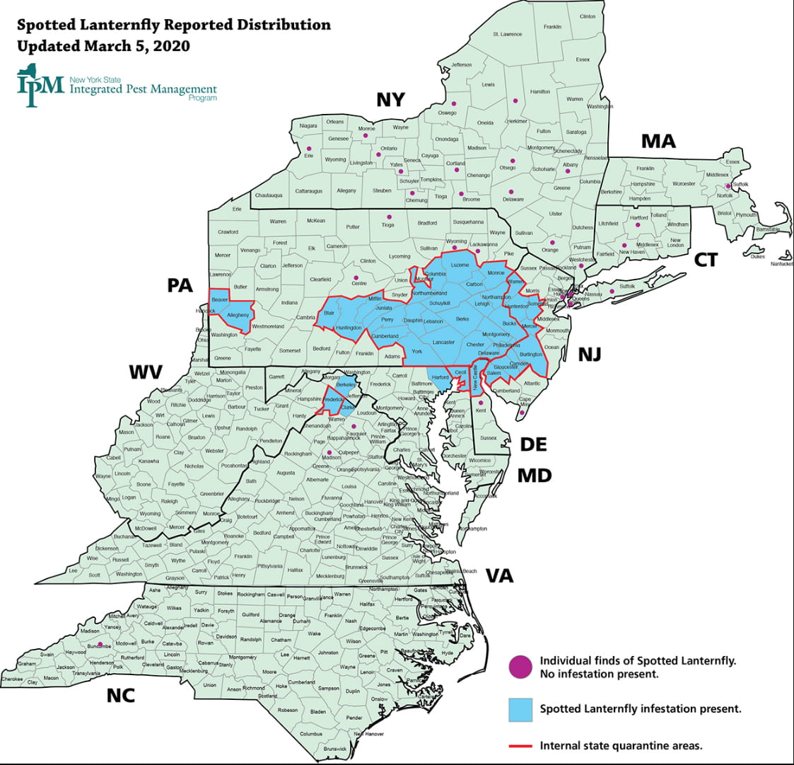 Spotted Lantern Fly New York » The Jentsch Lab