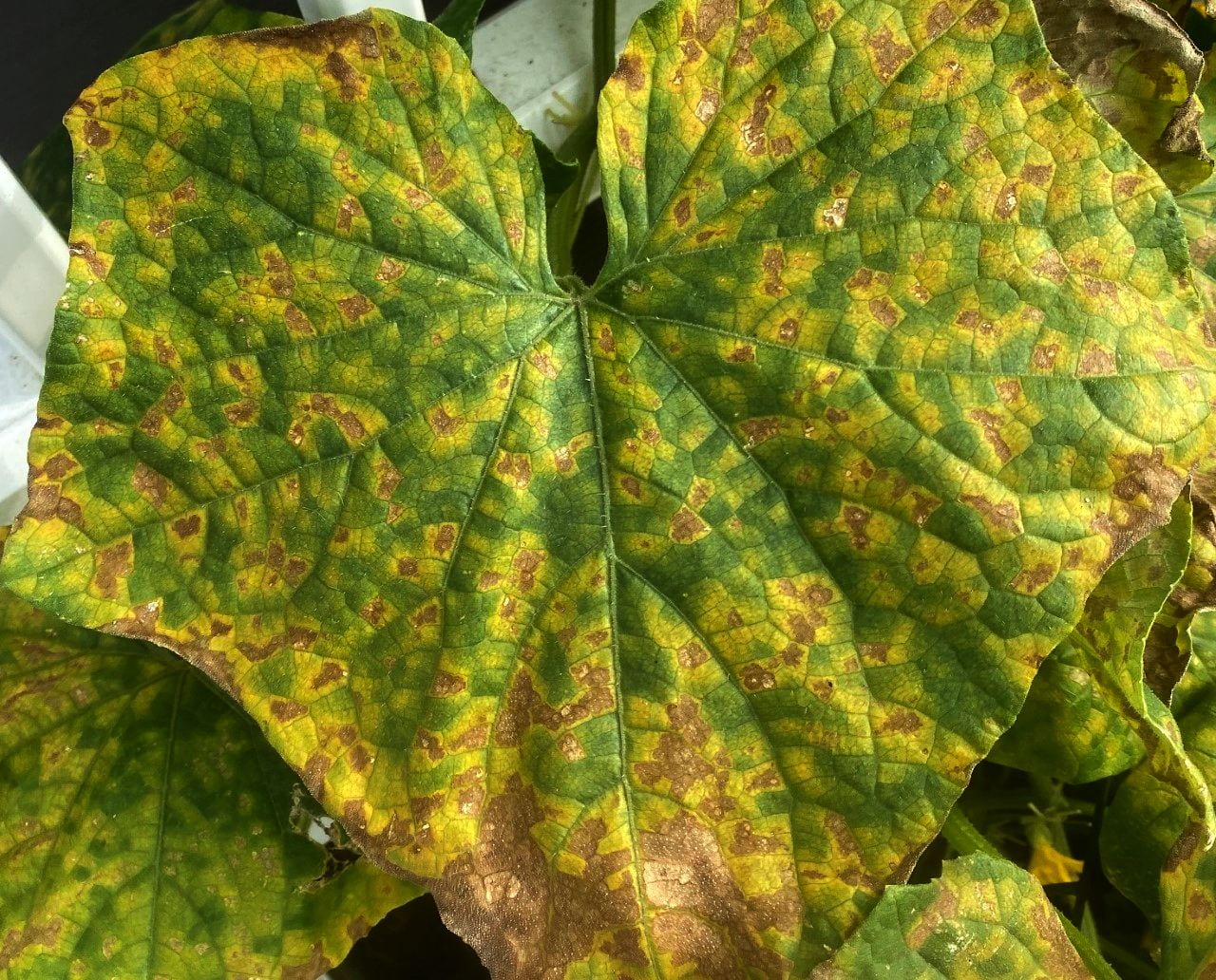 Downy mildew of garden cucumber and other cucurbits