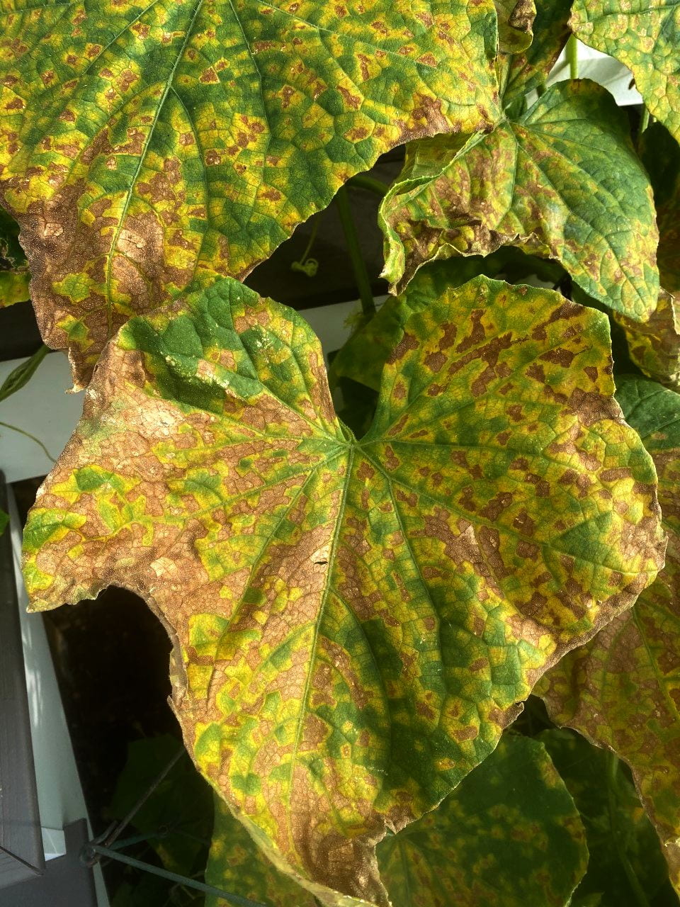 Downy mildew of garden cucumber and other cucurbits