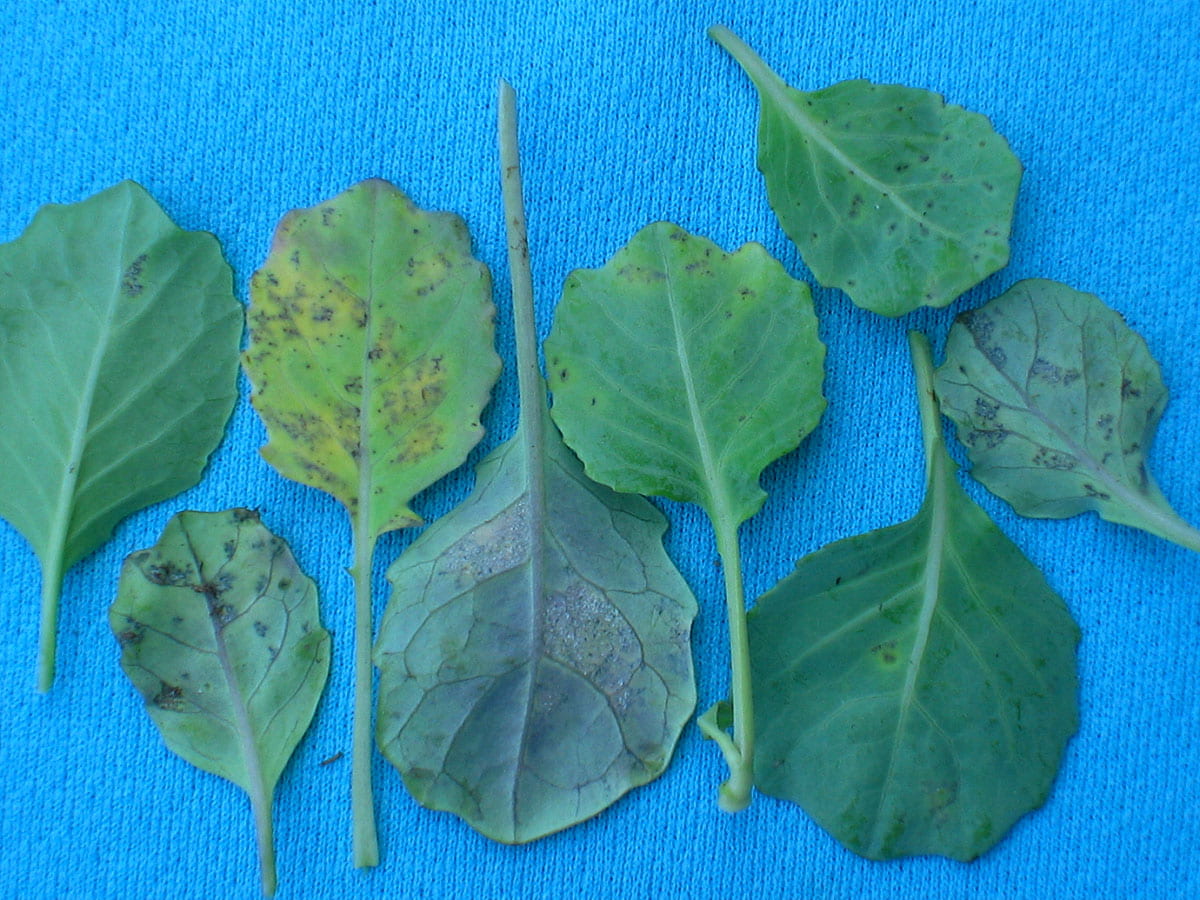 Downy mildew on cabbage Vegetable Pathology Long Island Horticultural Research & Extension