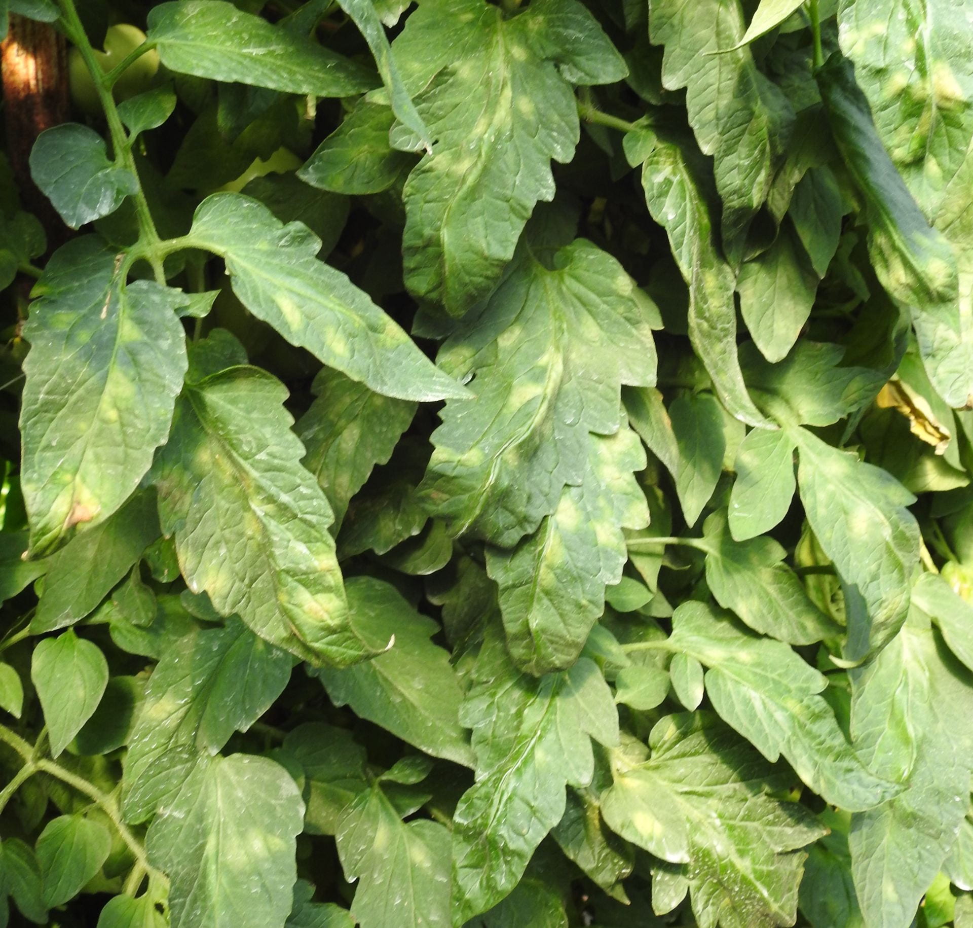 Leaf mold on tomatoes Vegetable Pathology Long Island Horticultural