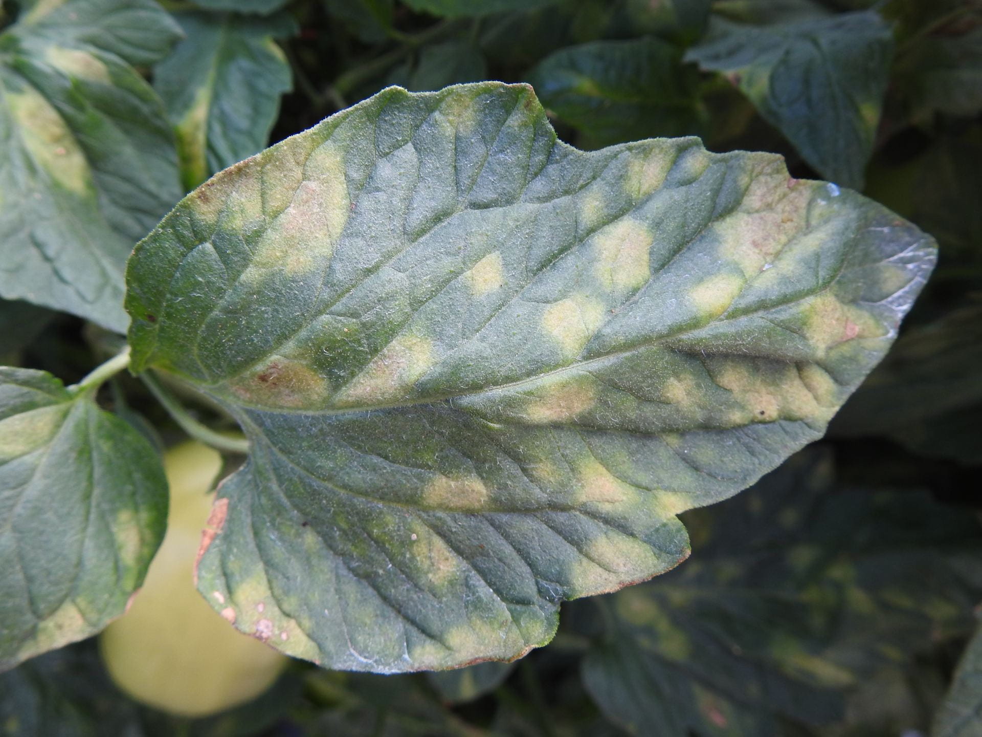 Leaf mold on tomatoes Vegetable Pathology Long Island Horticultural