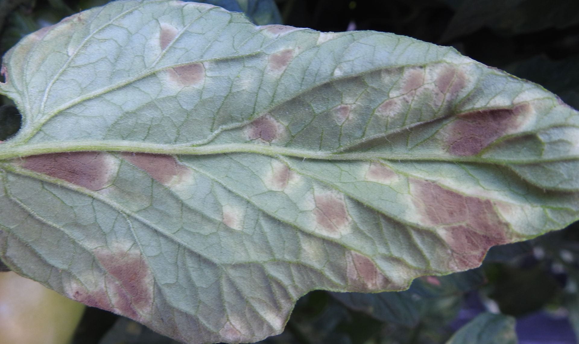 Leaf mold on tomatoes Vegetable Pathology Long Island Horticultural