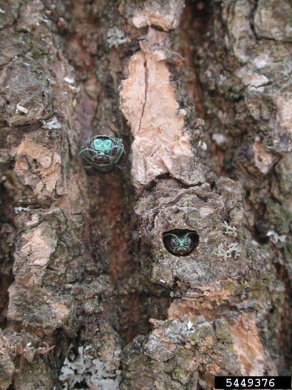 Pest Watch Emerald Ash Borer Gardening in Orange County New York