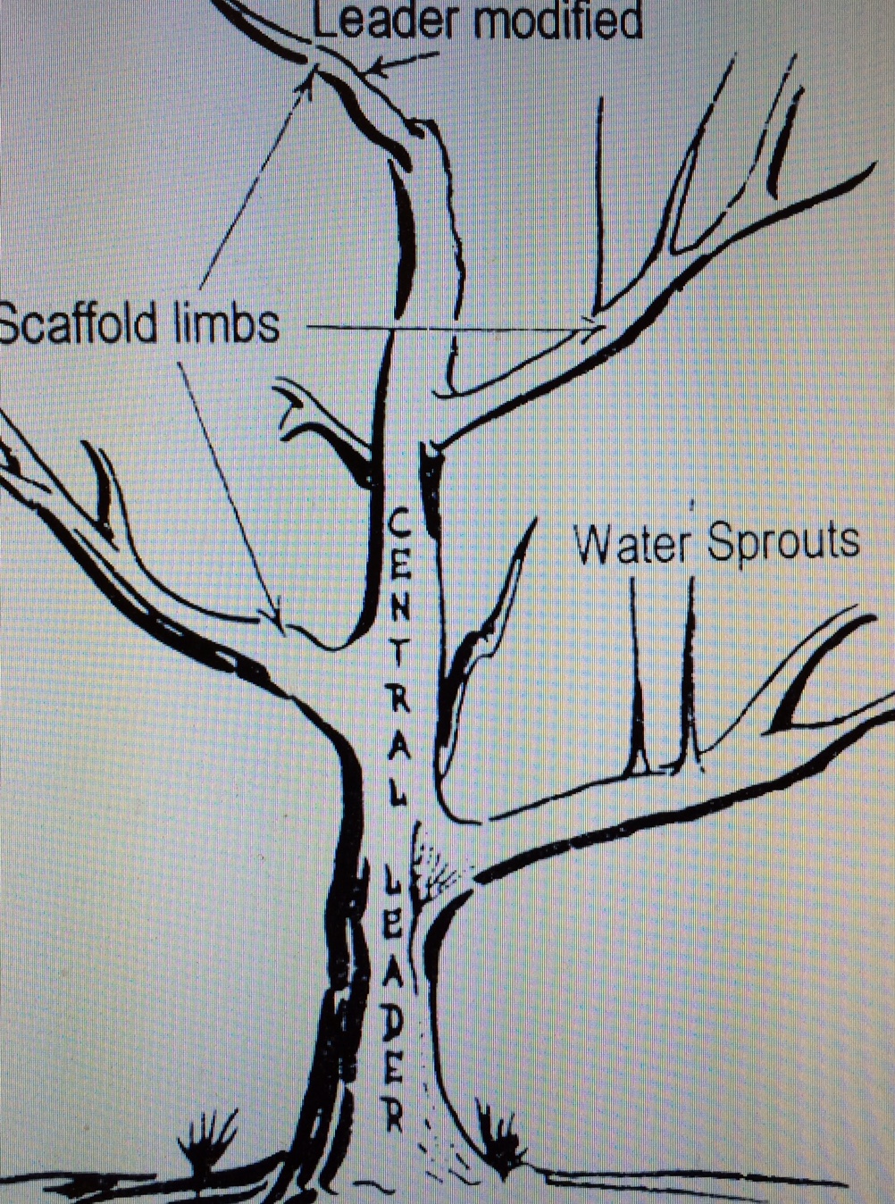 Trees and Threes Prune Now to Keep Trees Healthy New York State IPM