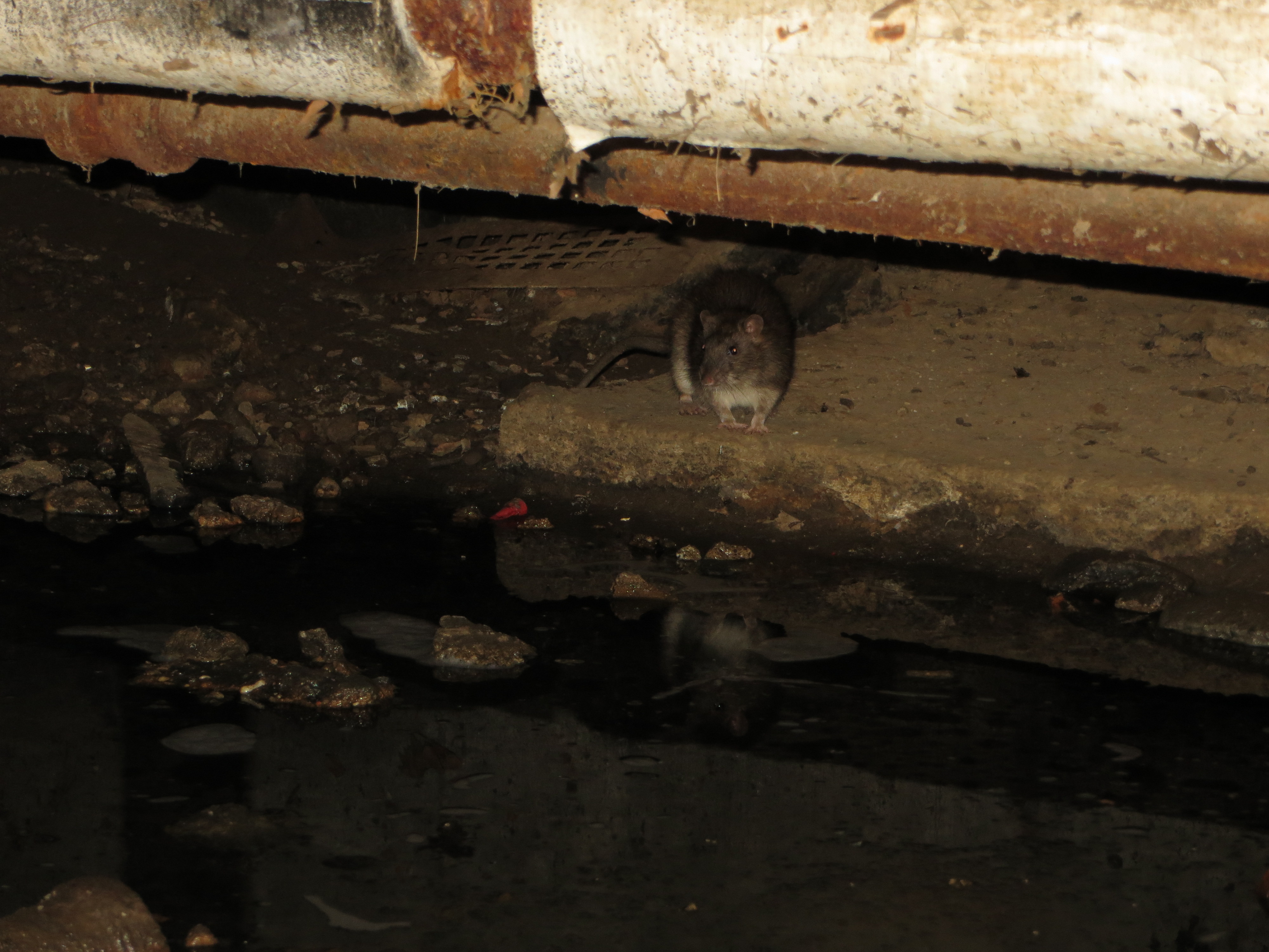 Rats! the latest research comes with surprises New York State IPM Program