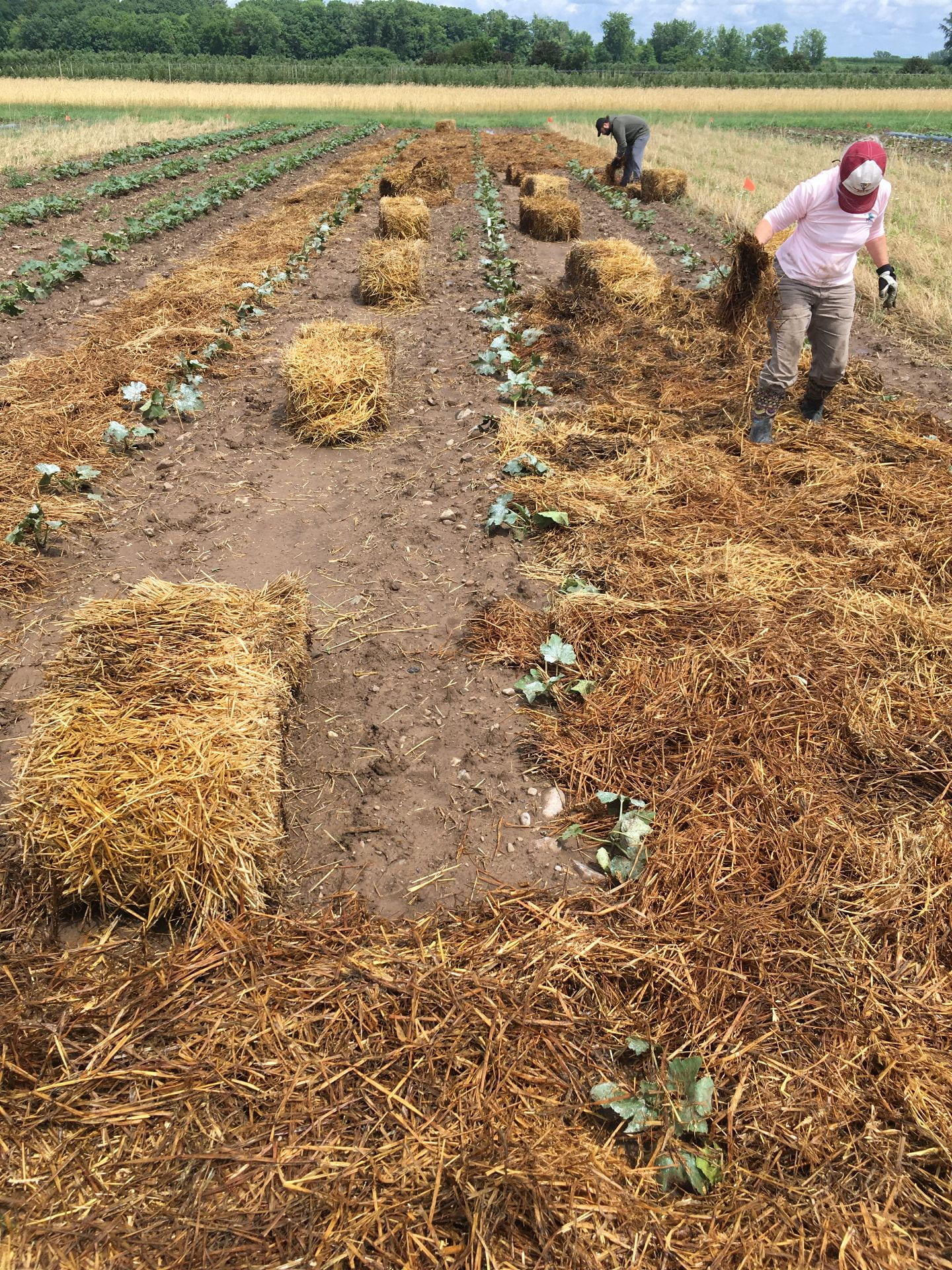 Straw Mulch! Organic Squash Systems Trial