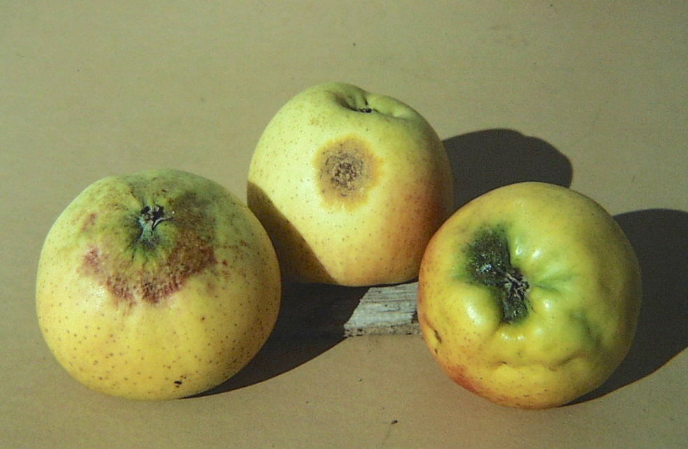 Rust Diseases of Apples and Pears » Tree Fruit Diseases Observations