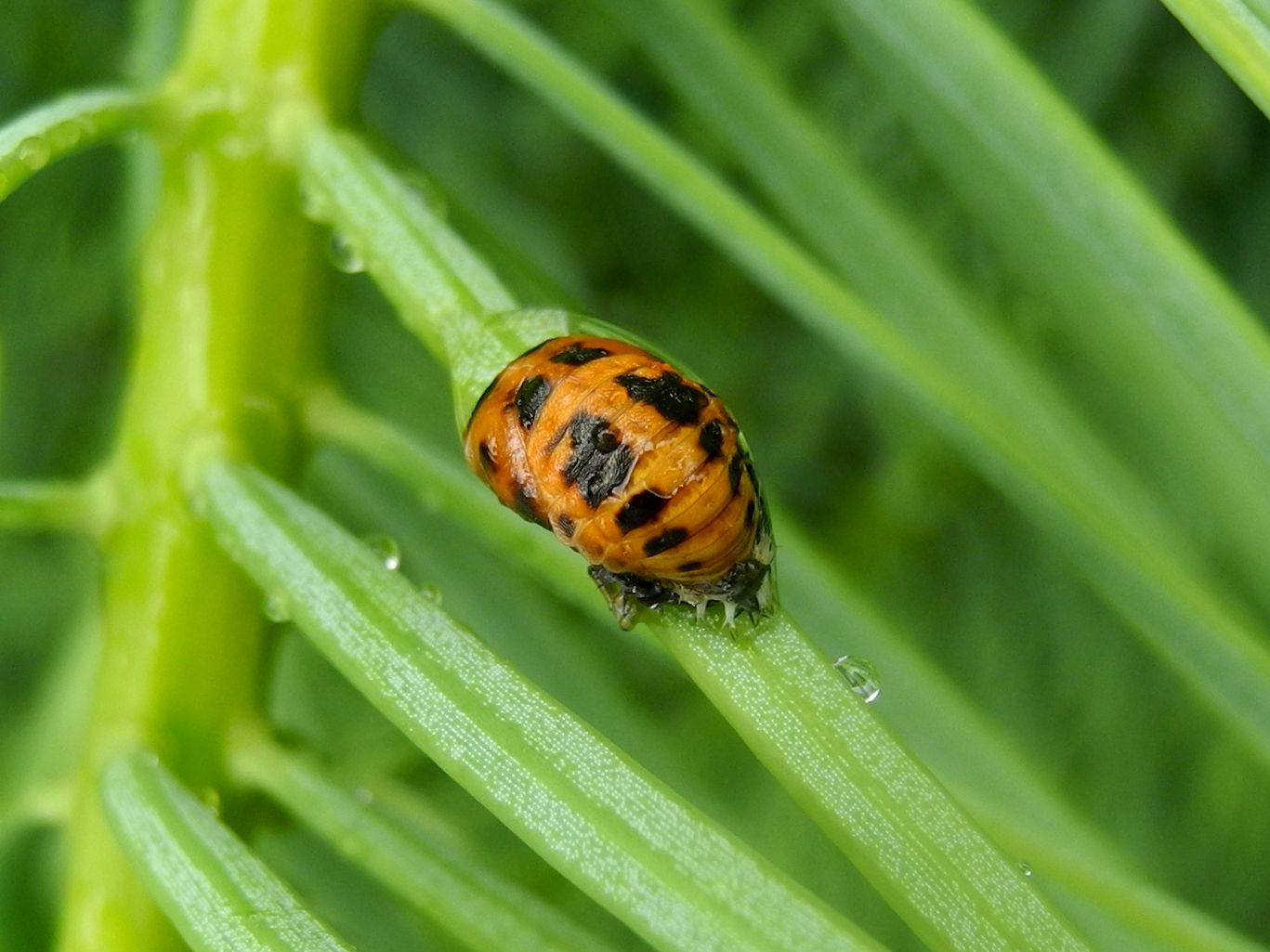 Ladybug Tree Integrated Pest Management