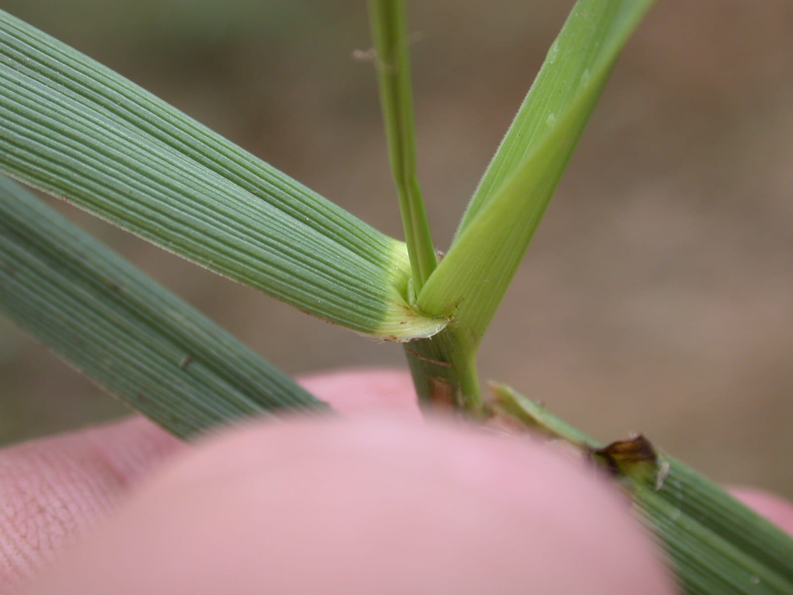Tall fescue