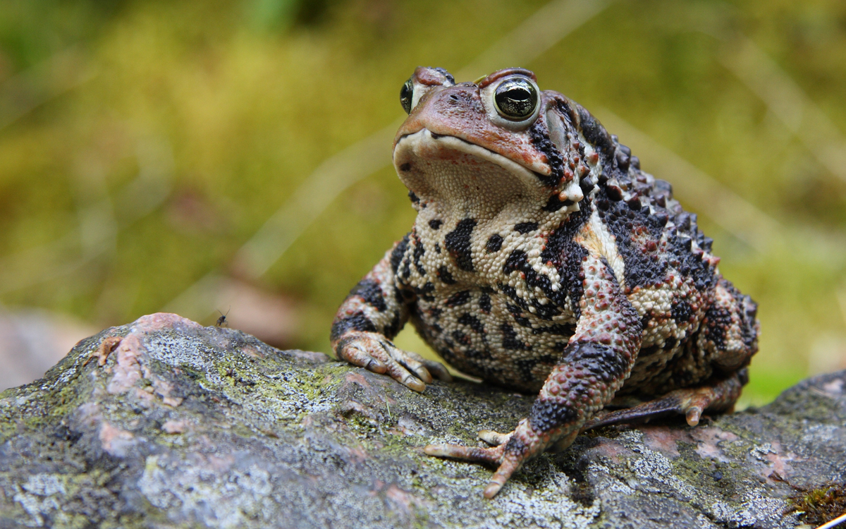 Wetland Outing » DCTC News