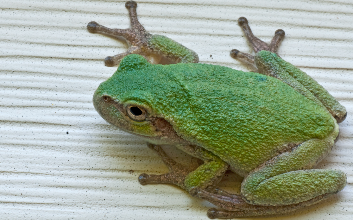 Wetland Outing » DCTC News