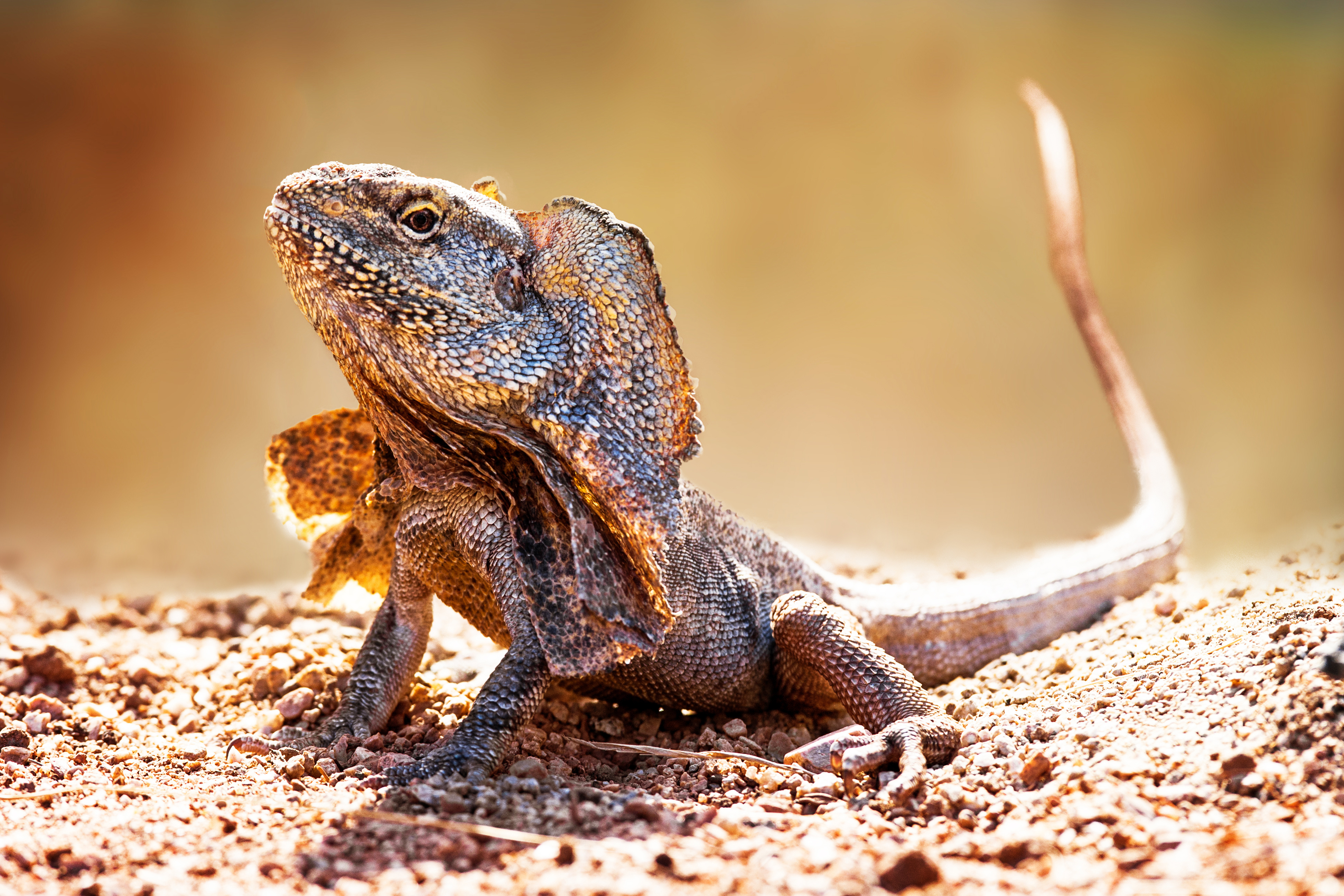 10 weird and wonderful animals native to Australia Deakin Navigator