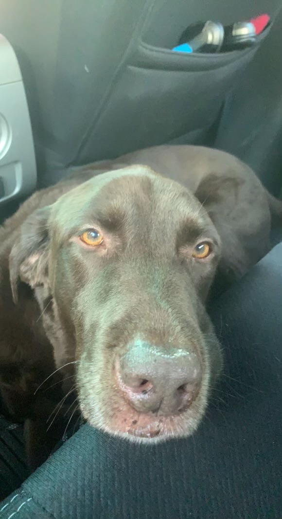 Health Problems in Labradors Pup Catchup