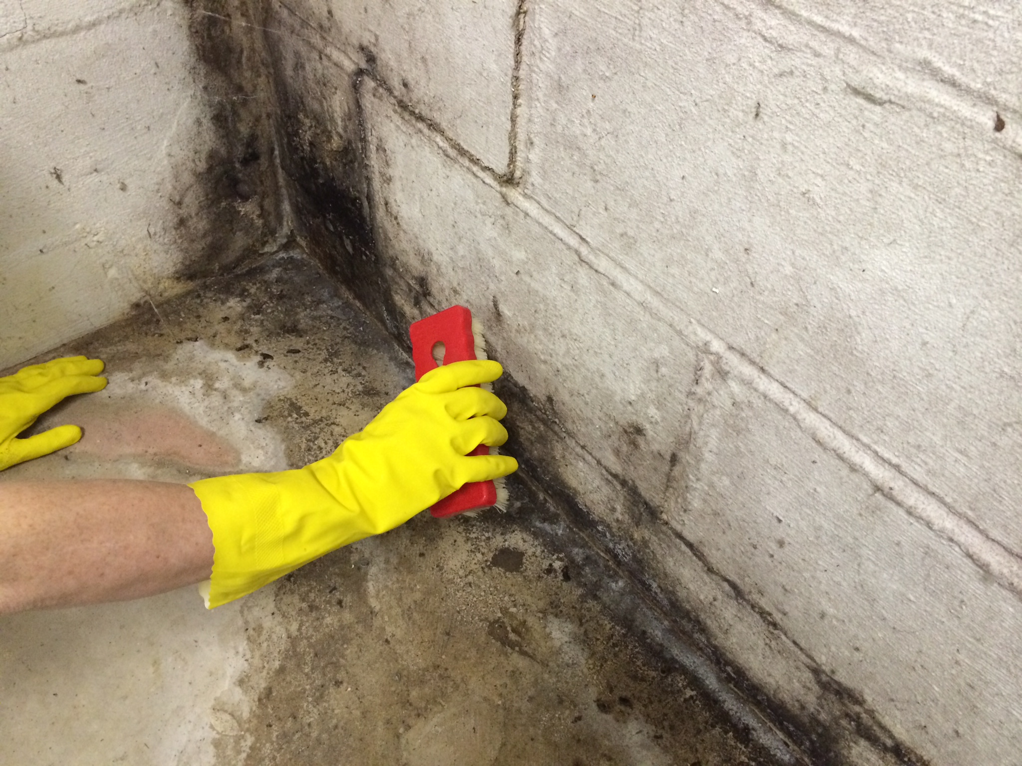 All About Mold Clean Up Beyond The Box Office