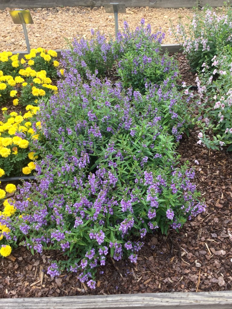 ANGELONIA Serenita® Sky Blue Truck Crops Trial Gardens