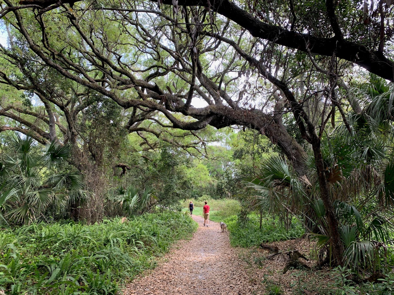 How Do I Get a License to Trim Trees in Broward County? UF/IFAS