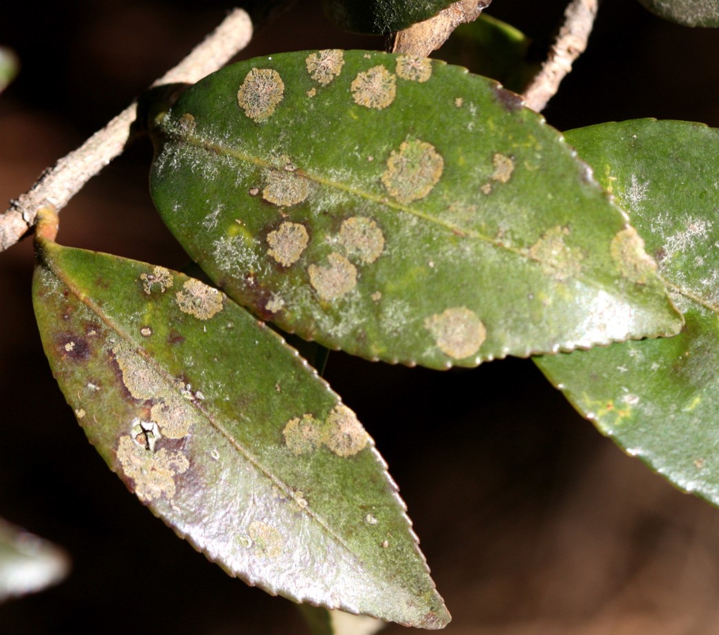 Spots on Your Plant Leaves? It May Be Algae! Extra Mile Pest Control