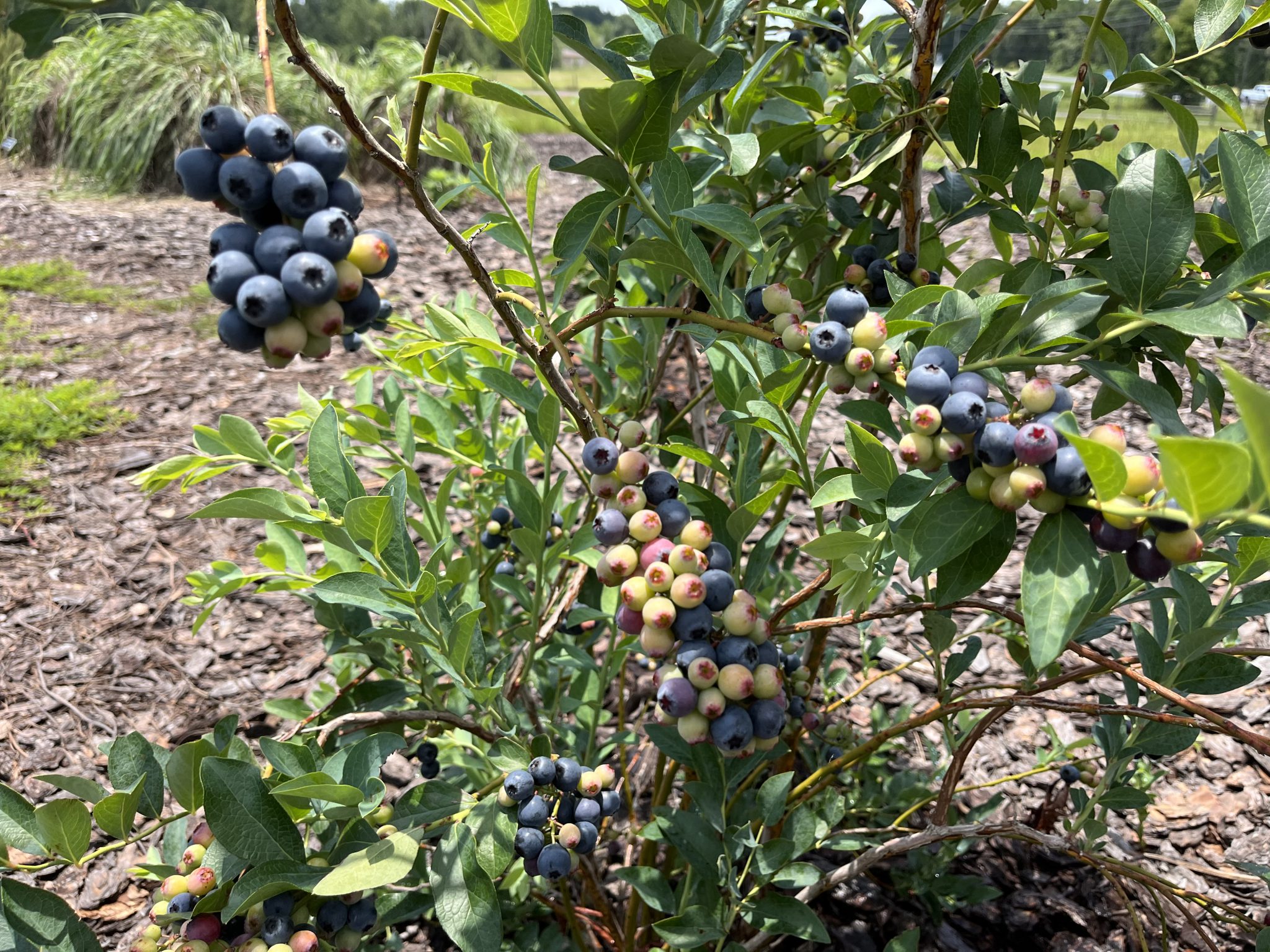 Blueberries for your Edible Ornamental Landscape UF/IFAS Extension