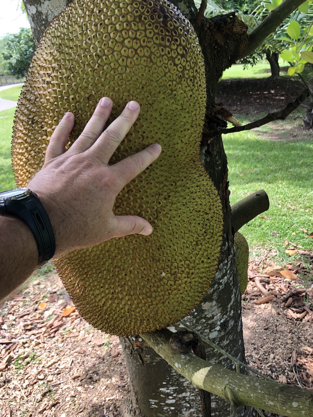Tropical FruitJackfruit UF/IFAS Extension MiamiDade County