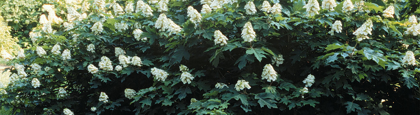 Fact sheet Oakleaf Hydrangea UF/IFAS Extension Nassau County