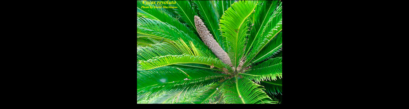 Q How large does the root system of a sago palm get? UF/IFAS